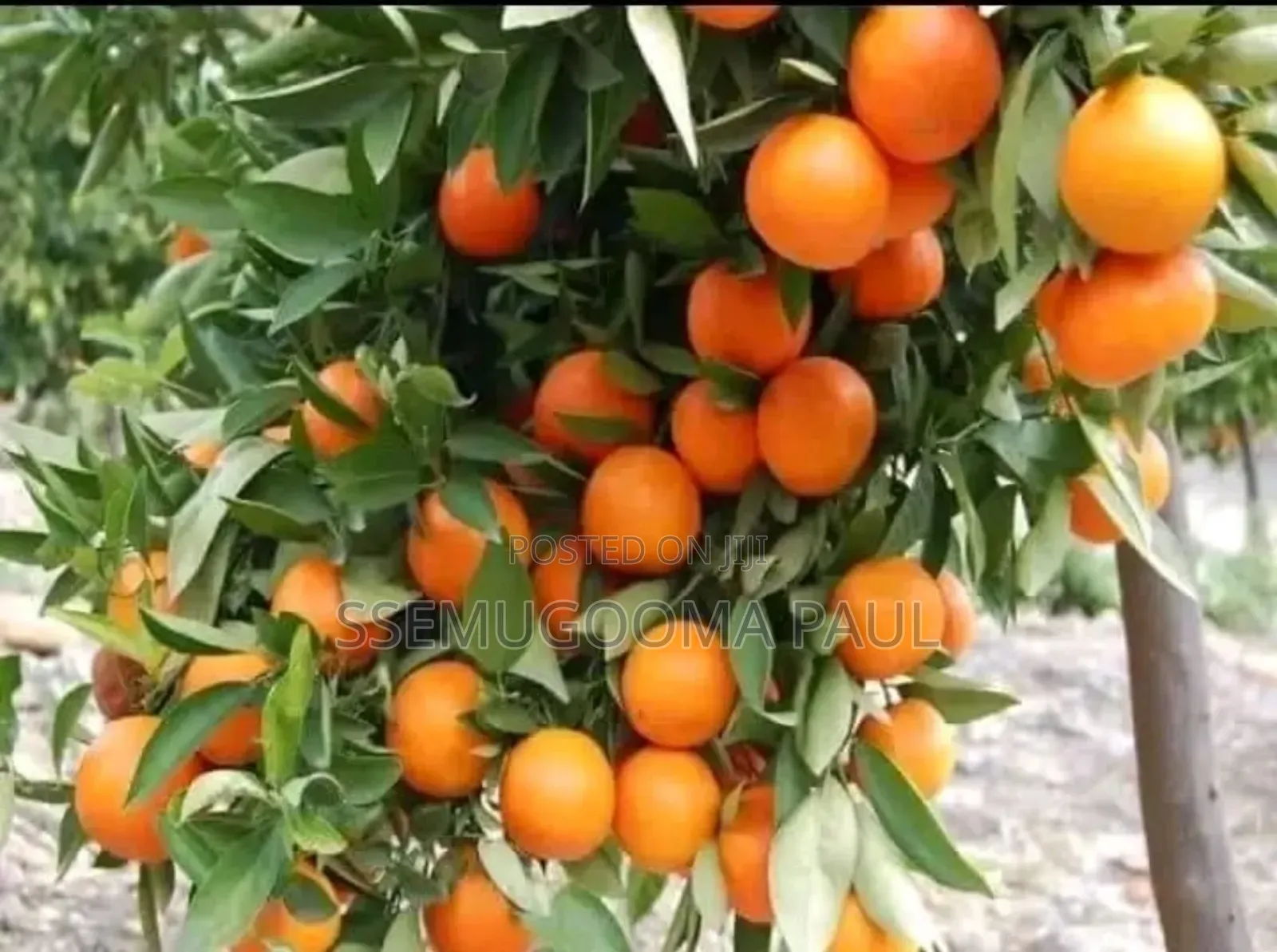 Pixie Orange Seedlings