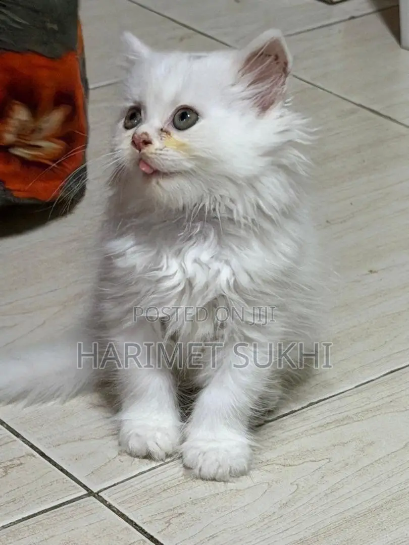 1-3 months Male Purebred Persian
