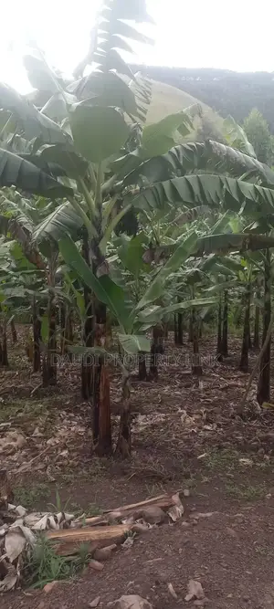 1 Acre of Banana Plantation in Mbarara City.