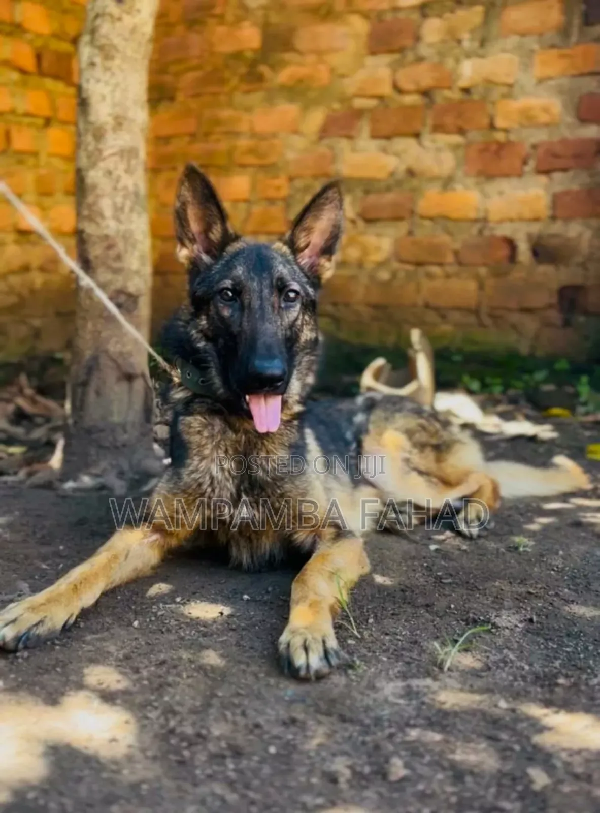 6-12 months Male Purebred German Shepherd