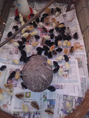 Day Old Local Chicks
