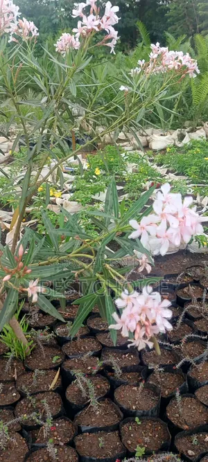 Oleander, Blooms With Beauty