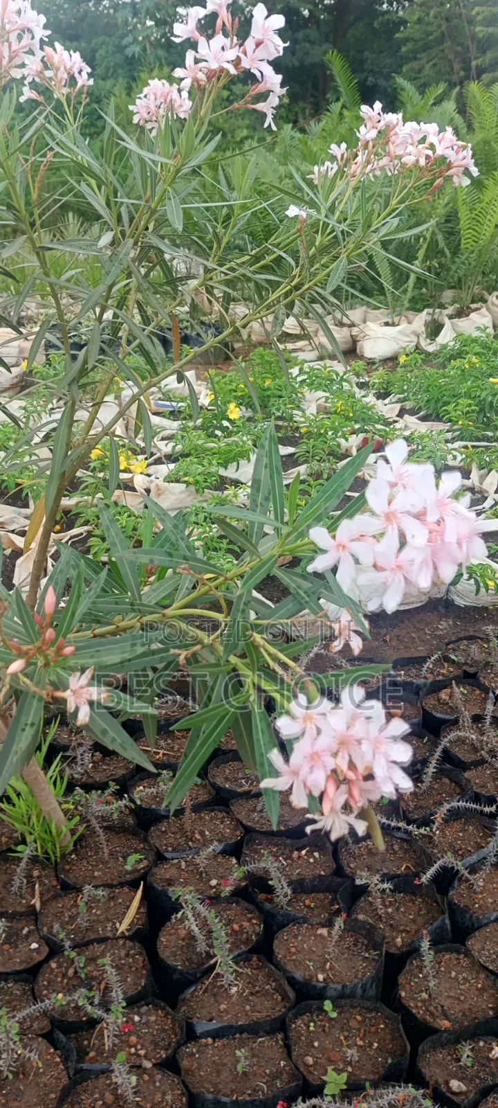 Oleander, Blooms With Beauty