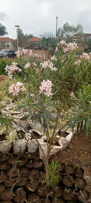 Oleander, Blooms With Beauty