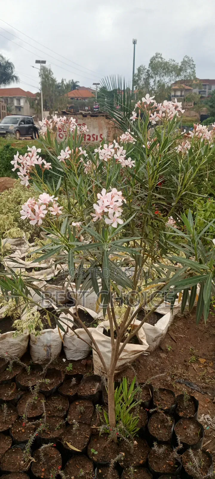 Oleander, Blooms With Beauty