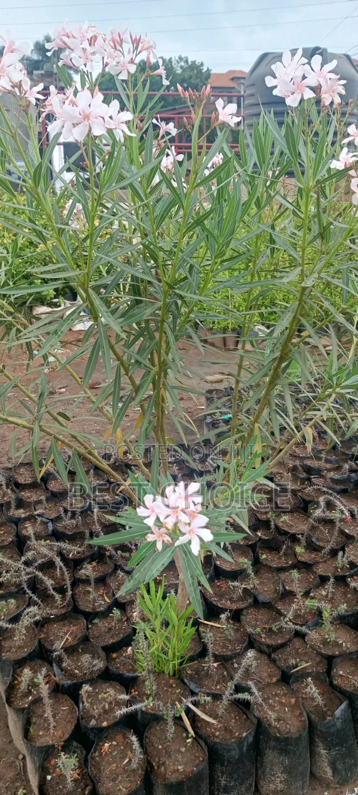 Oleander, Blooms With Beauty