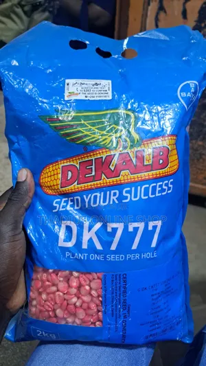 Dk777 Maize.Seeds With High Yields Plant 1 Seed Per Hole