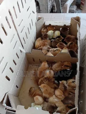 Day One Kroikers Chicks