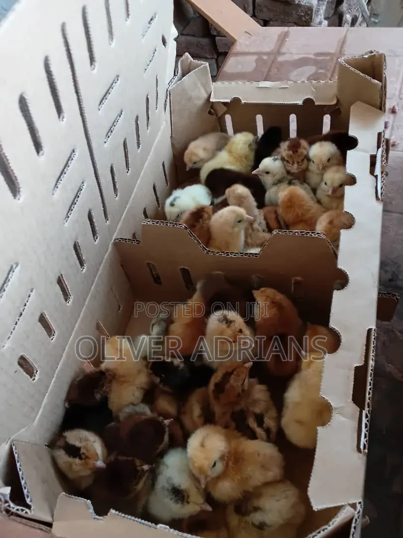 Day One Kroikers Chicks