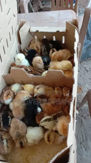 Day One Kroikers Chicks