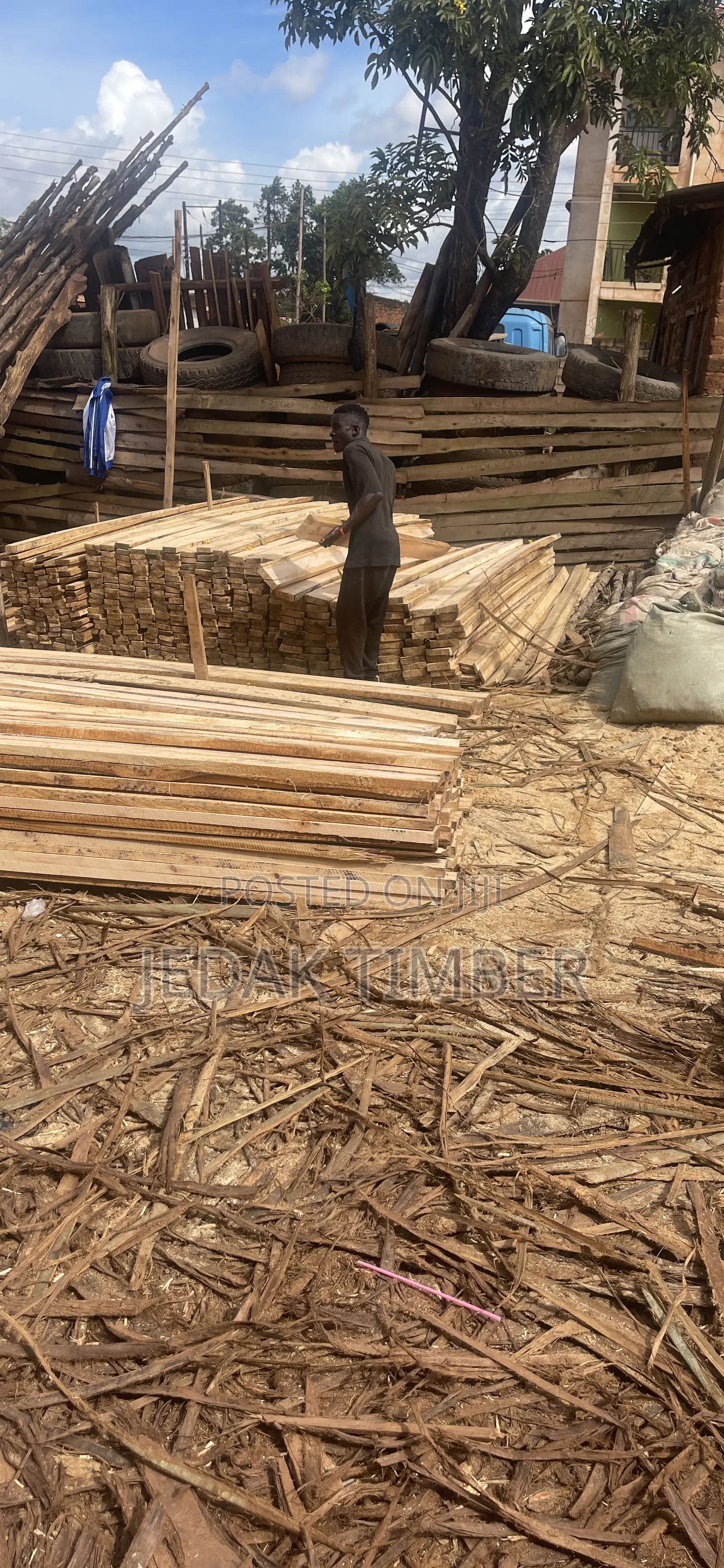Eucalyptus Timber