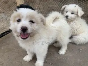 1-3 months Male Mixed Breed Maltese