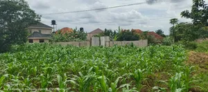 50by50ft Plot for Sale in Gayaza