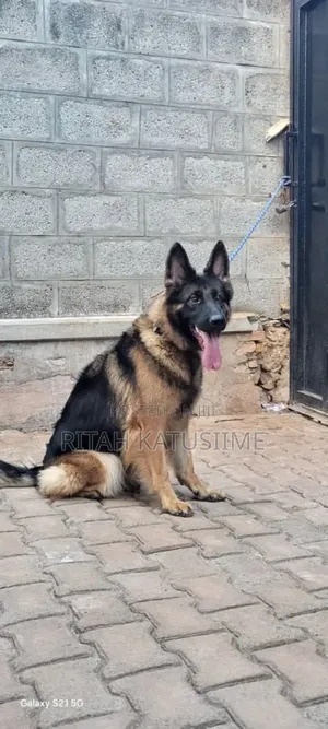 1+ year Female Purebred German Shepherd