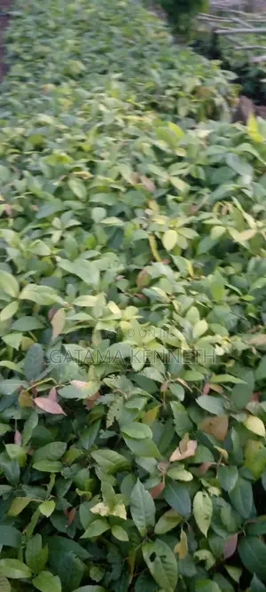Cocoa Seedlings