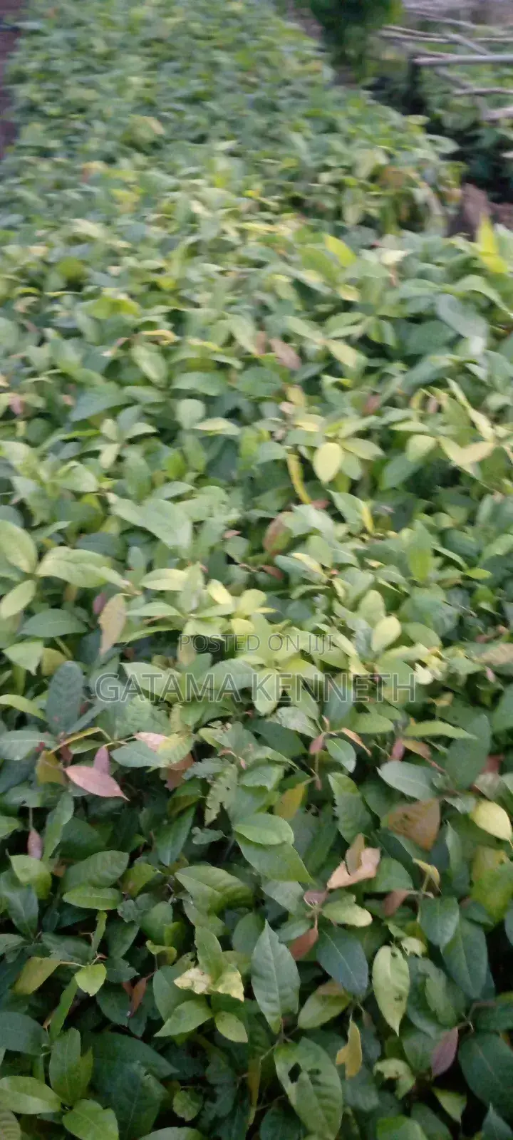Cocoa Seedlings