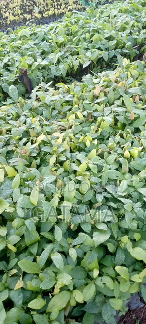Cocoa Seedlings