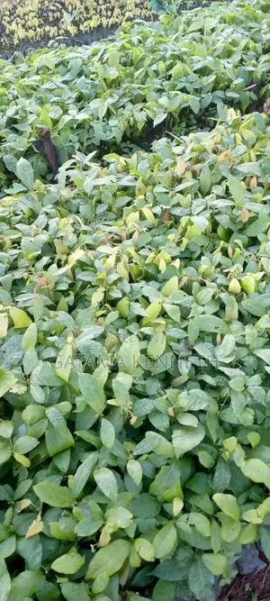 Cocoa Seedlings