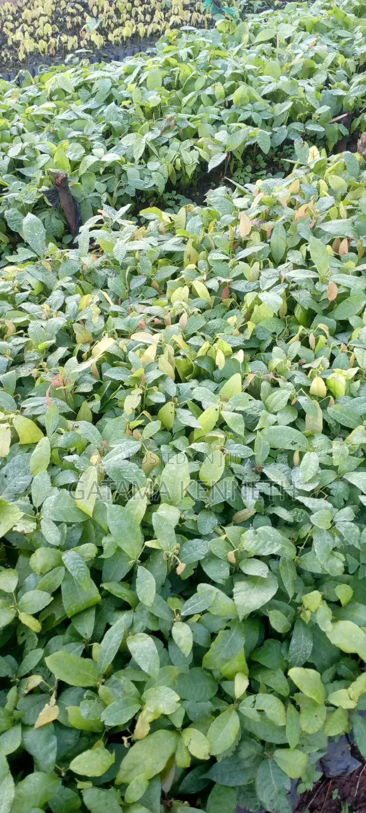 Cocoa Seedlings