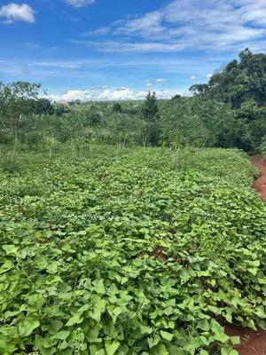 1 Acre of Land in Kitukutwe 700mtr Off Tarmac