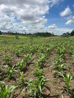 2 Acres of Low Land With Water in Kitukutwe Kira 800mtrs Off Tarmac