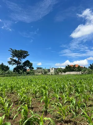 2 Acres of Land in Kira Kitukutwe Exactly 800mtrs Off Tarmac Road
