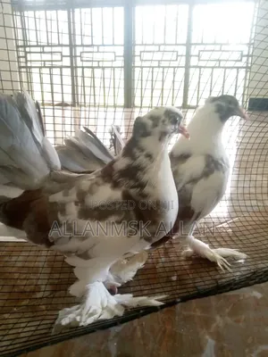 Fantail Pigeon Pair