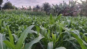 Plot Available Kikandwa Mukono