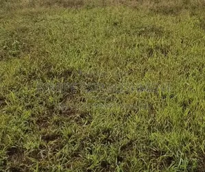 100×100 Plot for in Gayaza Kabubu With a Ready Title