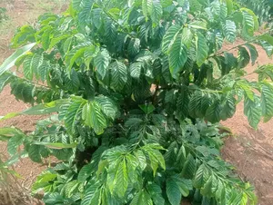 18 Acres of Land at Kiwoko Nakaseke