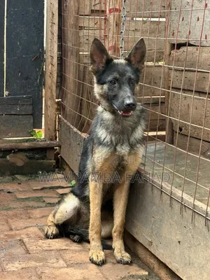 1+ year Male Purebred German Shepherd