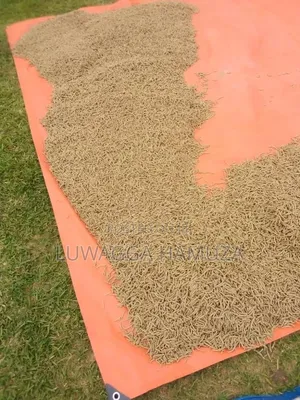 Pellets Feed