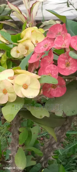 Simply Beautiful Flowers and Plants
