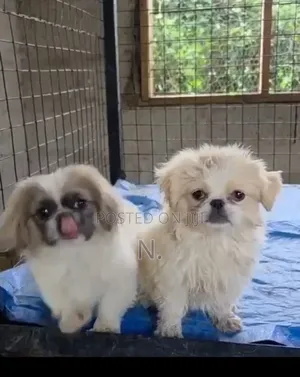 1-3 months Male Purebred Chihuahua