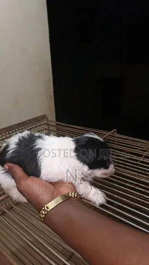 1-3 months Female Purebred Maltese