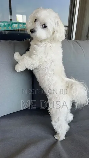 Pet Grooming