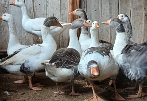 Security Geese