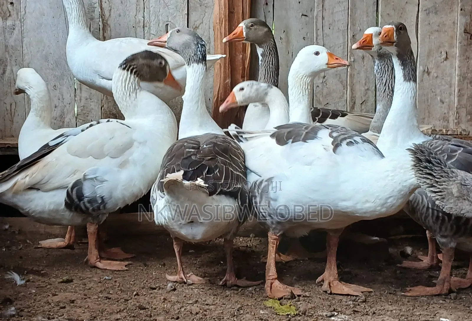 Security Geese
