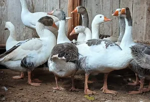 Security Geese