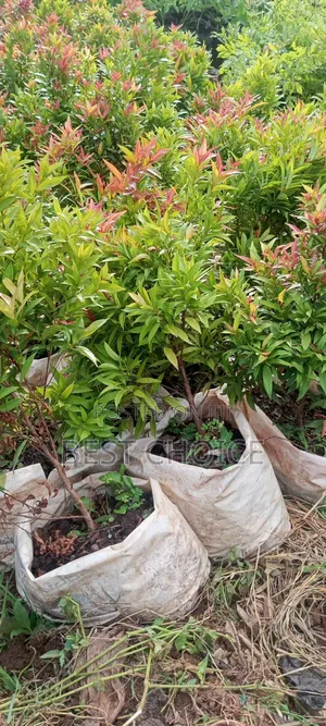 Eugenia Beauty in Every Leaf