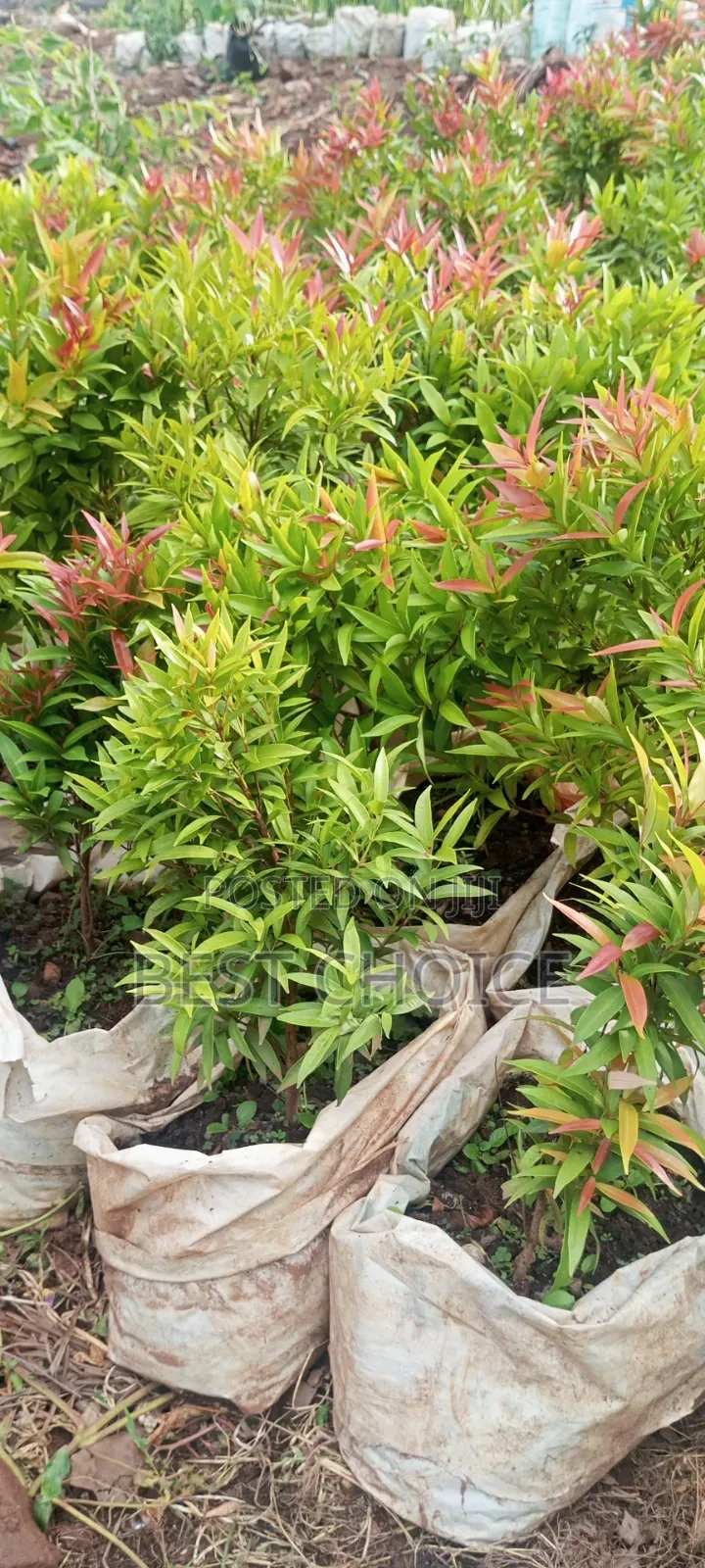 Eugenia Beauty in Every Leaf