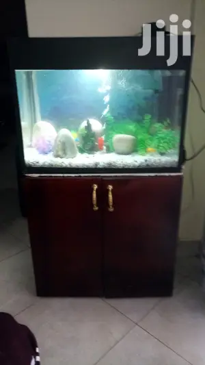 Cheap Aquariums From Aqua 2000