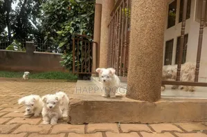 1-3 months Male Purebred Maltese