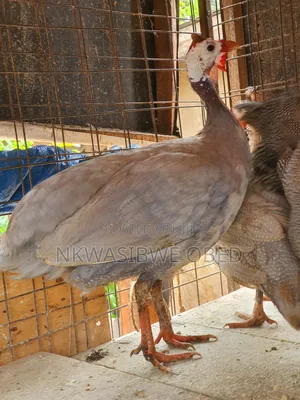 Purple Guinea Fowl