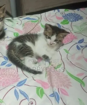 1-3 months Male Mixed Breed Tabby