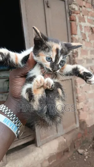 1-3 months Female Mixed Breed Tabby