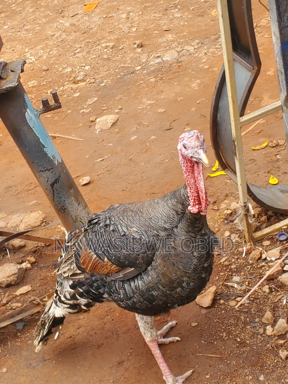 Giant Male Turkey