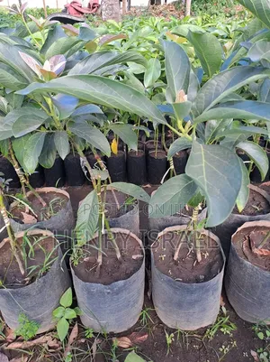 Hass Avocado Seedlings,Grafted