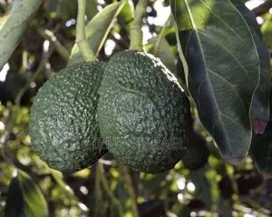 Hass Avocado Seedlings,Grafted