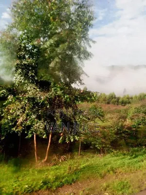 Plot Of Land